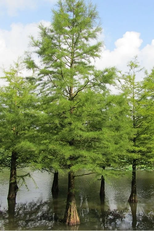 Bald Cypress - Taxodium Distichum - 3 Gallon Pot 8 Bald Cypress - Taxodium Distichum - 3 Gallon Pot - Image 6