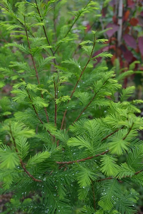 Bald Cypress - Taxodium Distichum - 3 Gallon Pot 5 Bald Cypress - Taxodium Distichum - 3 Gallon Pot - Image 3