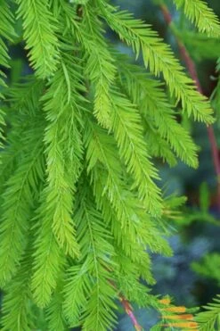 Bald Cypress Tree (Taxodium Distichum) - 1 Gallon Pot 18 Bald Cypress Tree (Taxodium Distichum) - 1 Gallon Pot -Plant Lover House Shop Bald Cypress 9
