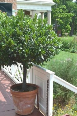 Bay Laurel (Sweet Bay) - Laurus Nobilis - 1 Gallon Pot -Plant Lover House Shop Bay Laurel 10