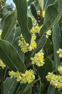 Bay Laurel (Sweet Bay) - Laurus Nobilis - 1 Gallon Pot -Plant Lover House Shop Bay Laurel 3