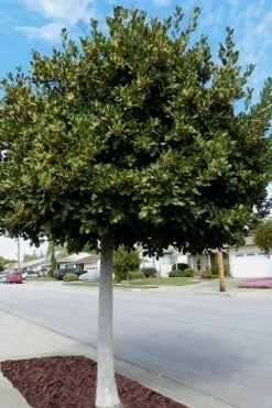 Bay Laurel (Sweet Bay) - Laurus Nobilis - 1 Gallon Pot -Plant Lover House Shop Bay Laurel 5