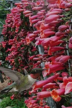 Shalimar Red Crossvine - Bignonia Capreolata - 3 Gallon Pot -Plant Lover House Shop Bignonia Shalimar Red 20