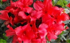 Fireside Red Bloom 'N Again Azalea - 2 Gallon Pot -Plant Lover House Shop Bloom N Again Azalea Fireside Red