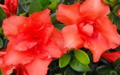 Orange Frost Bloom 'N Again Azalea - 1 Gallon Pot -Plant Lover House Shop Bloom N Again Azalea Orange Frost