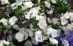 Snowball Bloom 'N Again Azalea - 2 Gallon Pot 12 Snowball Bloom 'N Again Azalea - 2 Gallon Pot -Plant Lover House Shop Bloom N Again Azalea Snowball 2