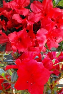 Fireside Red Bloom 'N Again Azalea - 2 Gallon Pot -Plant Lover House Shop Bloom N Again Fireside Red 1 500x750 1