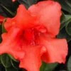 Orange Frost Bloom 'N Again Azalea - 1 Gallon Pot -Plant Lover House Shop Bloom N Again Orange Frost 1 500x750 1