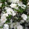 Snowball Bloom 'N Again Azalea - 1 Gallon Pot