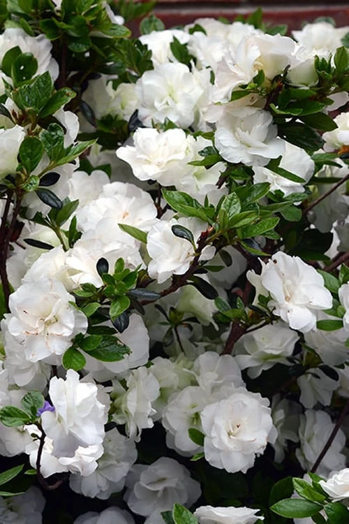 Snowball Bloom 'N Again Azalea - 1 Gallon Pot 3 Snowball Bloom 'N Again Azalea - 1 Gallon Pot