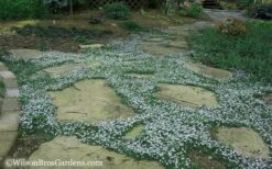 Blue Star Creeper (Laurentia Fluviatilis) - 5 Pack Of Pint Pots -Plant Lover House Shop Blue Star Creeper 20 1