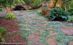 Blue Star Creeper (Laurentia Fluviatilis) - 5 Pack Of Pint Pots -Plant Lover House Shop Blue Star Creeper 21 1