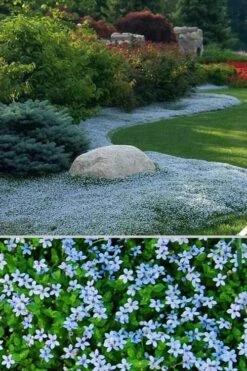 Blue Star Creeper (Laurentia Fluviatilis) - 5 Pack Of Pint Pots -Plant Lover House Shop Blue Star Creeper 24 1