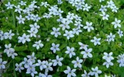 Blue Star Creeper (Laurentia Fluviatilis) - 5 Pack Of Pint Pots -Plant Lover House Shop Blue Star Creeper Laurentia 1 1