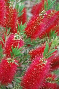 Red Cluster Bottlebrush Tree - 7 Gallon Pot -Plant Lover House Shop Bottlebrush Red Cluster 500x750 1