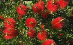 Scarlet Compacta Bottlebrush - Callistemon - 3 Gallon Pot -Plant Lover House Shop Bottlebrush Scarlet Compacta 2
