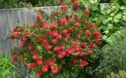 Scarlet Compacta Bottlebrush - Callistemon - 3 Gallon Pot -Plant Lover House Shop Bottlebrush Scarlet Compacta