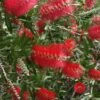 Scarlet Compacta Bottlebrush - Callistemon - 3 Gallon Pot -Plant Lover House Shop Bottlebrush Scarlet Compacta 500x750 1