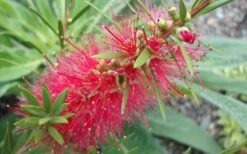 Woodlanders Cold Hardy Red Bottlebrush - Callistemon - 3 Gallon Pot -Plant Lover House Shop Bottlebrush Woodlanders Hardy 1 1