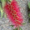 Semmes Cold Hardy Red Bottlebrush - Callistemon - 3 Gallon Pot -Plant Lover House Shop Bottlebrush Woodlanders Hardy Red 10