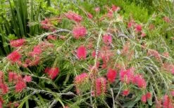 Semmes Cold Hardy Red Bottlebrush - Callistemon - 3 Gallon Pot -Plant Lover House Shop Bottlebrush Woodlanders Hardy Red 17