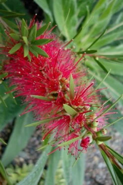 Woodlanders Cold Hardy Red Bottlebrush - Callistemon - 3 Gallon Pot -Plant Lover House Shop Bottlebrush Woodlanders Hardy Red 20 1