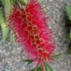 Woodlanders Cold Hardy Red Bottlebrush - Callistemon - 3 Gallon Pot -Plant Lover House Shop Bottlebrush Woodlanders Hardy Red 21 1