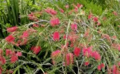 Woodlanders Cold Hardy Red Bottlebrush - Callistemon - 3 Gallon Pot -Plant Lover House Shop Bottlebrush Woodlanders Hardy Red 22 1