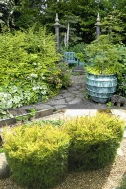 Baggesens Gold Box Leaf Honeysuckle - Quart Pot -Plant Lover House Shop Boxleaf Honeysuckle Baggesons Gold 11