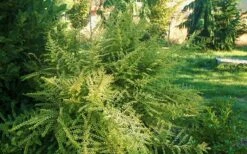 Baggesens Gold Box Leaf Honeysuckle - Quart Pot -Plant Lover House Shop Boxleaf Honeysuckle Baggesons Gold 6