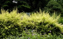 Baggesens Gold Box Leaf Honeysuckle - Quart Pot -Plant Lover House Shop Boxleaf Honeysuckle Baggesons Gold 7