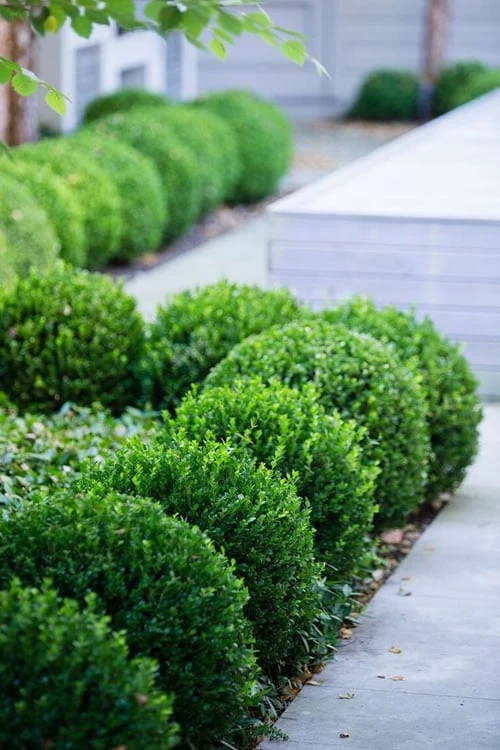 Baby Gem Boxwood - 2 Gallon Pot 3 Baby Gem Boxwood - 2 Gallon Pot