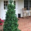 Dee Runk Columnar Boxwood - 2 Gallon Pot 1 Dee Runk Columnar Boxwood - 2 Gallon Pot -Plant Lover House Shop Boxwood Dee Runk 1 500x750 4