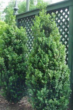 Dee Runk Columnar Boxwood - 2 Gallon Pot -Plant Lover House Shop Boxwood Dee Runk 2 500x750 4