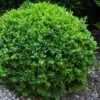 Dwarf English Boxwood - 2 Gallon Pot 2 Dwarf English Boxwood - 2 Gallon Pot -Plant Lover House Shop Boxwood Dwarf English 1 1