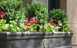 Dwarf English Boxwood - 2 Gallon Pot -Plant Lover House Shop Boxwood Dwarf English 2 1