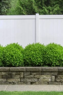 Dwarf English Boxwood - 2 Gallon Pot -Plant Lover House Shop Boxwood Dwarf English 3 1