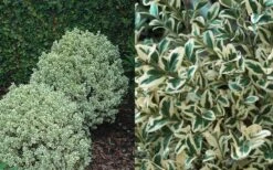 Dwarf Variegated Boxwood - 2 Gallon Pot -Plant Lover House Shop Boxwood Dwarf Variegated 50