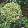 Dwarf Variegated Boxwood - 2 Gallon Pot -Plant Lover House Shop Boxwood Dwarf Variegated 500x750 1