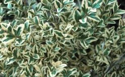 Dwarf Variegated Boxwood - 2 Gallon Pot -Plant Lover House Shop Boxwood Dwarf Variegated 51