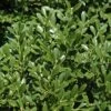 Franklins Gem Dwarf Boxwood - 3 Gallon Pot 1 Franklins Gem Dwarf Boxwood - 3 Gallon Pot -Plant Lover House Shop Boxwood Franklins Dwarf BS 1