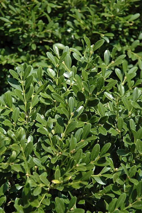 Franklins Gem Dwarf Boxwood - 6 Pack Of 1 Gallon Pots 3 Franklins Gem Dwarf Boxwood - 6 Pack Of 1 Gallon Pots