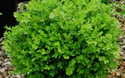 Franklins Gem Dwarf Boxwood - 6 Pack Of 1 Gallon Pots 11 Franklins Gem Dwarf Boxwood - 6 Pack Of 1 Gallon Pots -Plant Lover House Shop Boxwood Franklins Gem 2