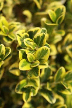 Golden Triumph Variegated Dwarf Boxwood - 3 Gallon Pot 13 Golden Triumph Variegated Dwarf Boxwood - 3 Gallon Pot -Plant Lover House Shop Boxwood Golden Triumph 3 2