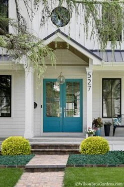 Golden Triumph Variegated Dwarf Boxwood - 3 Gallon Pot 12 Golden Triumph Variegated Dwarf Boxwood - 3 Gallon Pot -Plant Lover House Shop Boxwood Golden Triumph 7 2