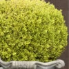 Golden Triumph Variegated Dwarf Boxwood - 3 Gallon Pot -Plant Lover House Shop Boxwood Golden Triumph 9 2