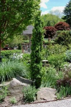 Graham Blandy Columnar Boxwood - 6 Pack Of 1 Gallon Pots 9 Graham Blandy Columnar Boxwood - 6 Pack Of 1 Gallon Pots -Plant Lover House Shop Boxwood Graham Blandy 2 2