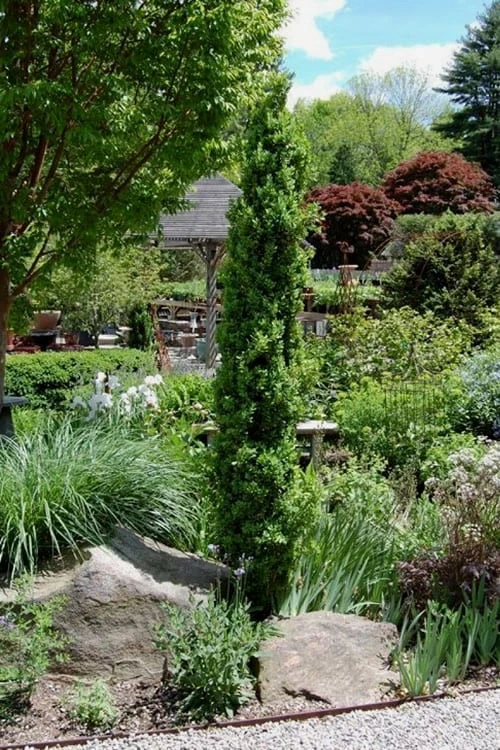 Graham Blandy Columnar Boxwood - 3 Gallon Pot 6 Graham Blandy Columnar Boxwood - 3 Gallon Pot - Image 4