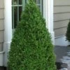 Green Mountain Boxwood - 2 Gallon Pot 2 Green Mountain Boxwood - 2 Gallon Pot -Plant Lover House Shop Boxwood Green Mountain 11 1