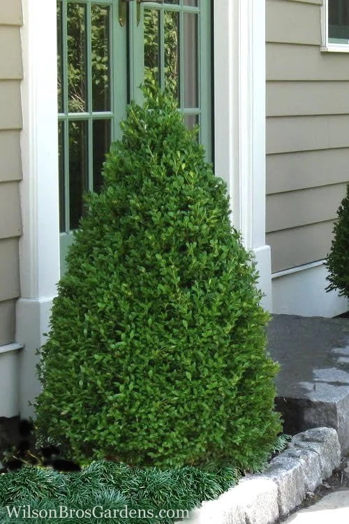 Green Mountain Boxwood - 6 Pack Of 1 Gallon Pots 3 Green Mountain Boxwood - 6 Pack Of 1 Gallon Pots